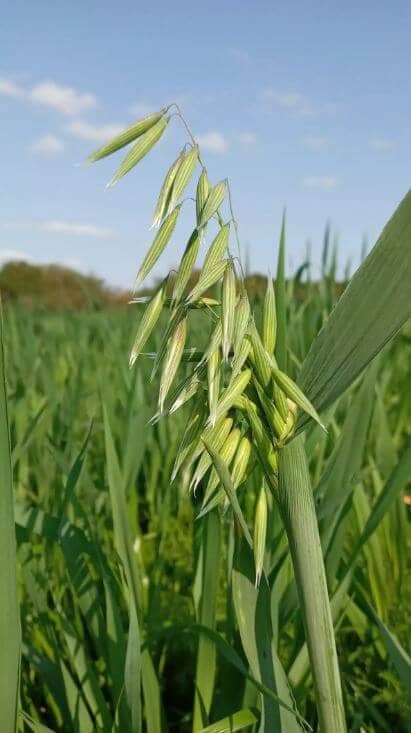 Avena blanca