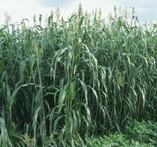Sorgo forrajero