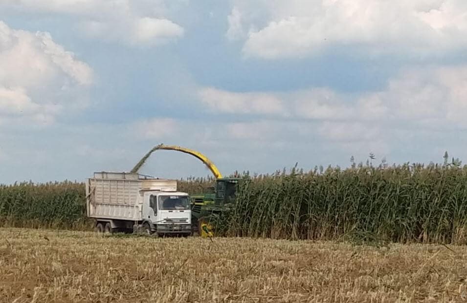 Sorgo silero fotosensitivo