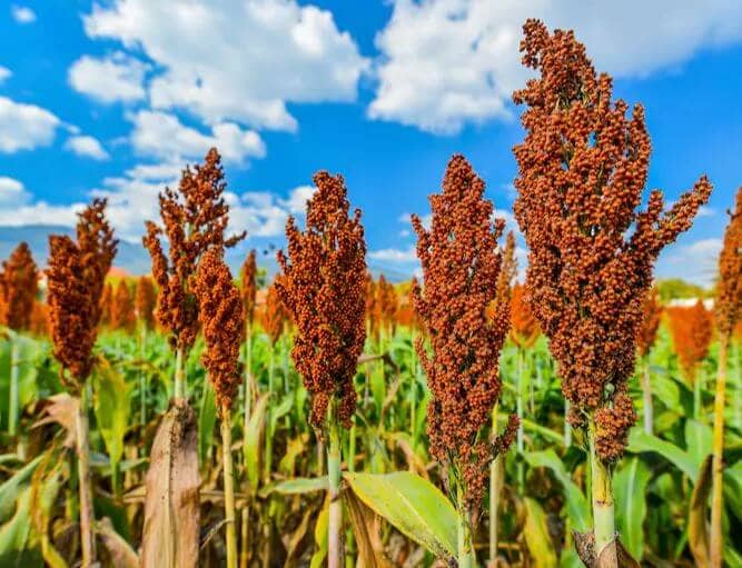 Sorgo granífero