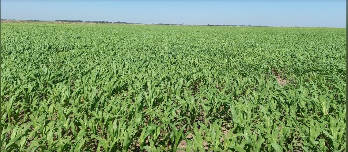 Sorgo de escoba - Guinea
