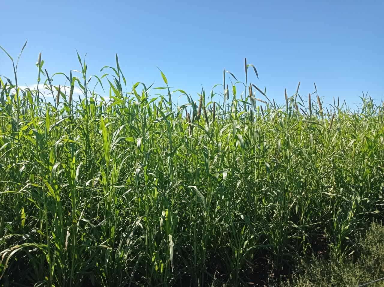 Mijo perla - Brasilero