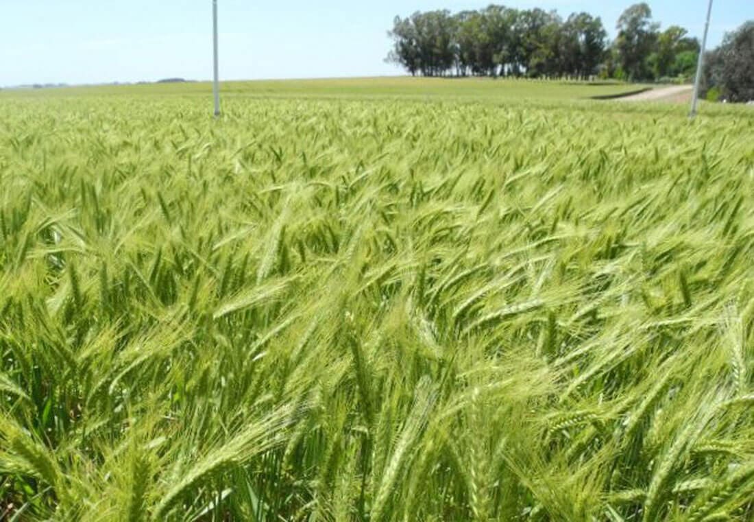 Cebada forrajera