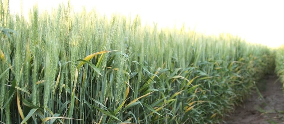 Triticale