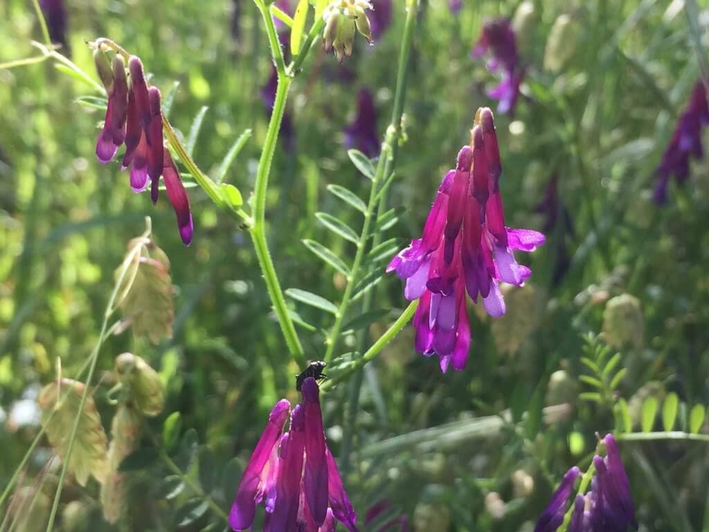 Vicia villosa